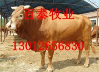 供应秸秆养牛技术百泰肉牛养殖场广西小牛犊价格