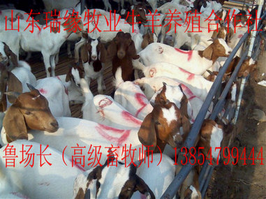 СβǮСβĸ۸Сβ¼۸