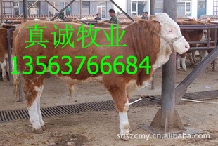 [ţţ