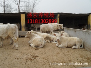 销售肉牛西门塔尔肉牛肉牛价格玉米秸秆养殖肉牛牛苗