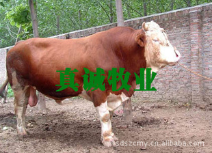 ֳֳͥţСţٶȿ׬Ǯɿ