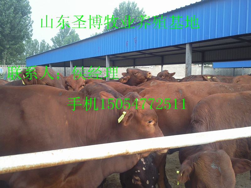 肉牛犊、公牛犊、鲁西黄牛肉牛犊、西门塔尔牛肉牛犊、
