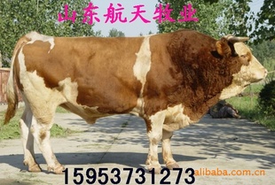 ģĿ—ֳţ1200Ԫÿͷ3