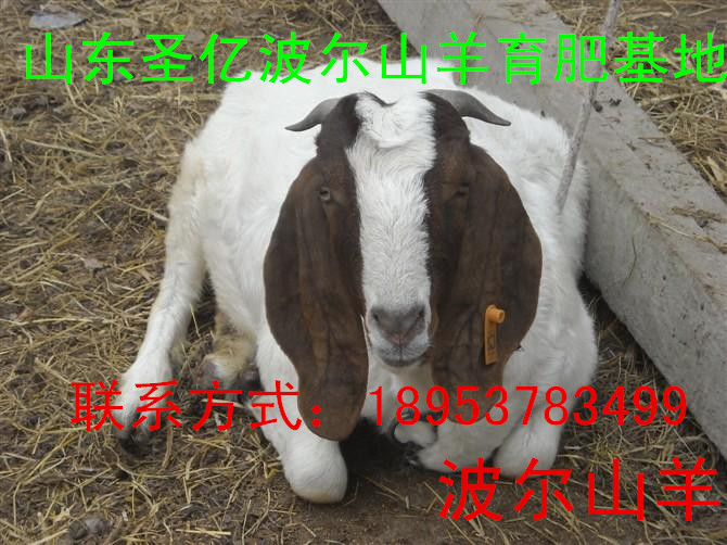 ɽʥӦɽСβ