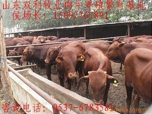 万头改良肉牛育肥牛犊肉牛养殖日常管理肉牛育肥成本利润分析
