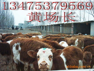 ţѡţҪ-ѡ³ţ=