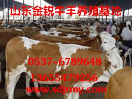 肉牛牛犊种牛西门塔尔牛杂交牛