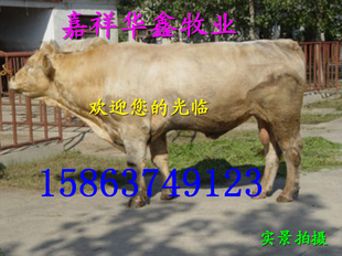 ţӦǿʳԹǺõֳ