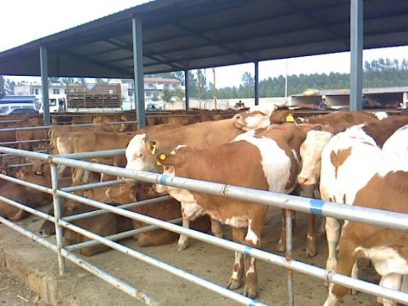 肉牛养殖养牛技术保定养牛场