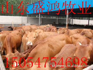 250-500ţʢ䲹