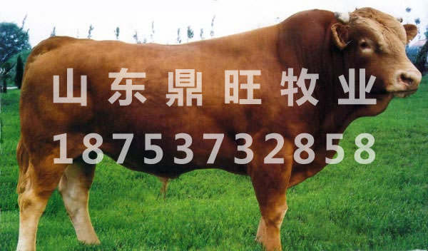 ֳعţ