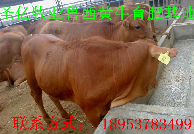 Ӧ³ţţľţ