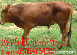 ľţӽţֳظƷţʢ