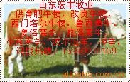ֳһͷţͳɱţֳ۸