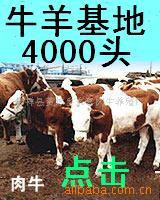 4000³ţţţľţ