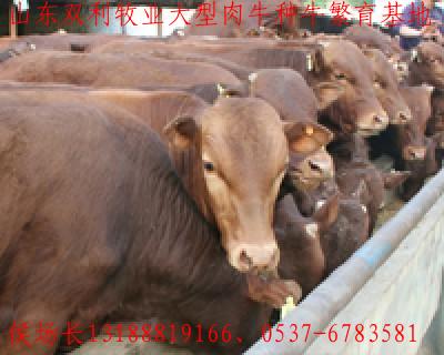 Ӧ200-1600ţƷ