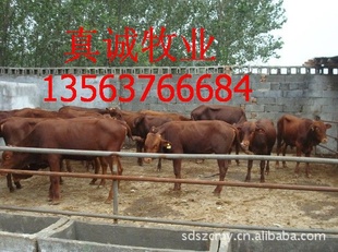 肉牛犊西门塔尔牛犊夏洛莱牛犊/养牛育肥秘诀