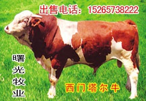 山东曙光牧出售:屠宰肉牛肉牛犊肉牛价格肉牛养殖场