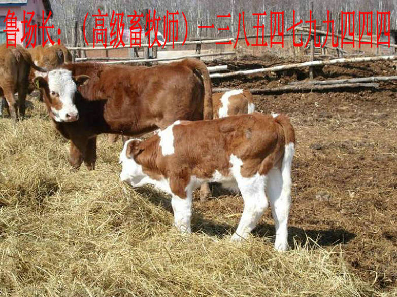 西门塔尔牛犊,架子牛,小公牛,西门塔尔牛