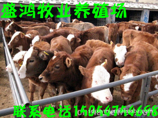 出肉率68月增重140斤的西门塔尔牛肉牛犊