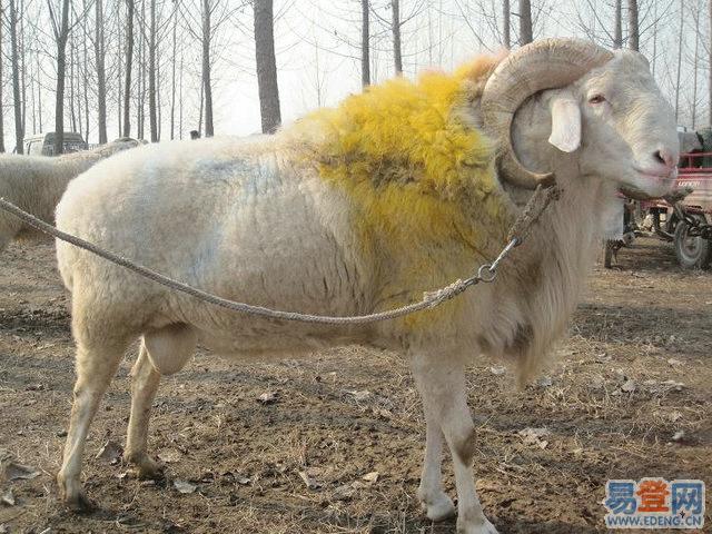 牛羊牧总公司牛羊产品详情