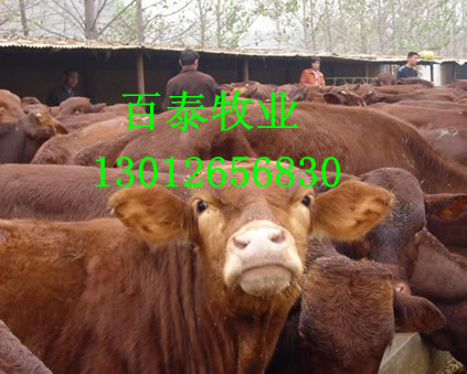 供应鲁西黄牛养牛地小牛犊价格行情