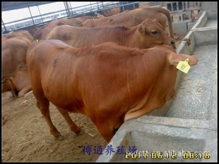 西门塔尔牛高产西门塔尔牛犊肉牛牛犊场里任你选博通牧