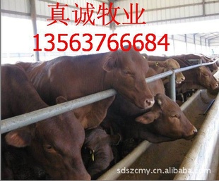 ţţ200-600ﰲȫͻɽţֳ