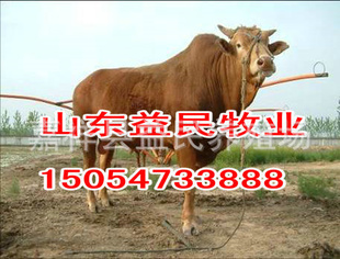 2012ţ۸ţֳƵһͷţ׬Ǯ