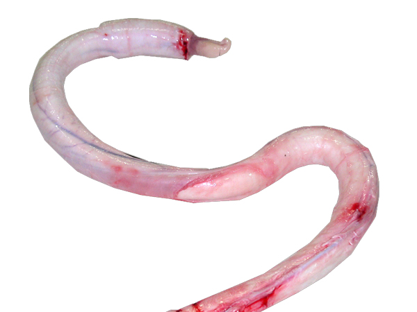 䶳ţ
