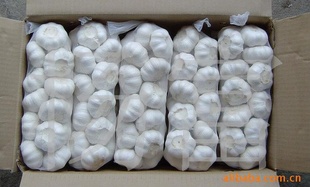 金乡县青田蒜常年加工出口级大蒜(咨询)