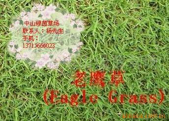 ṩӥݼӹ