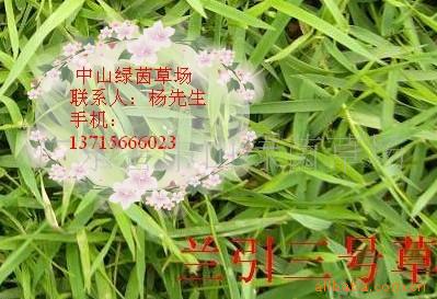 ṩżӹ