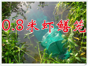 СϺϺϺϺ0.8Ϻ