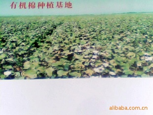 ֱȫӷT/CбƲ,鲼л