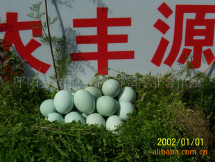 绿壳蛋.种蛋,绿壳蛋鸡
