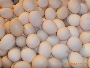 ԴڵӪļ