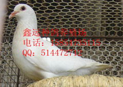 大量供应北京鸽蛋市场肉鸽种鸽养殖