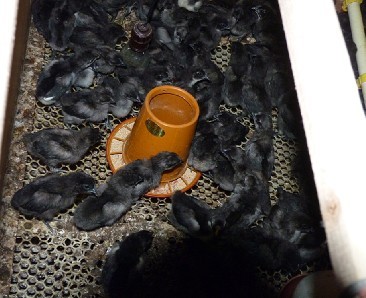 2012꽭̿ǵ޹˾ڼ