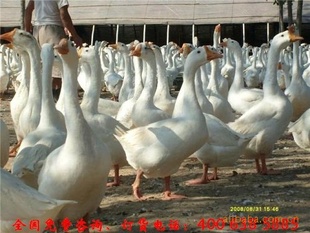 ӽֵֶ쳡ܾʺ
