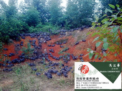 ϼֳ鼦