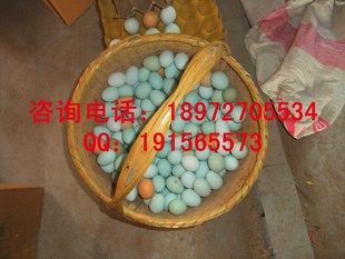 ̿ǵ05-24