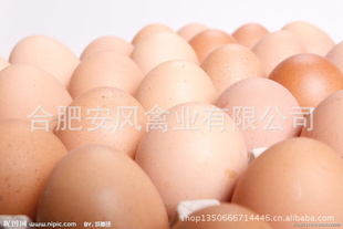 安凤禽业无污染无公害养殖,鲜鸡蛋,厂家直销质优