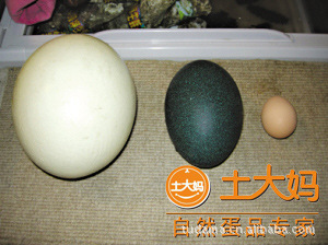 񵰹˾ӪƷ