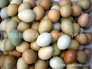 土鸡蛋健康营养土鸡蛋量大更优惠(图)