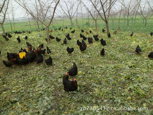 곬ݼҪ