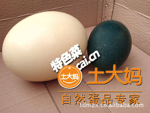 广东省鸵鸟蛋商土大妈鸵鸟蛋
