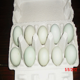 㽭ʳƷ̿ڼ10ö㻷װװ,
