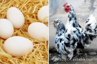 Ӫ¶ʮ糡