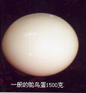 大量新鲜鸵鸟蛋